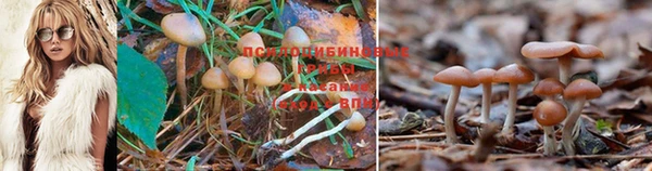 PSILOCYBIN Пролетарск